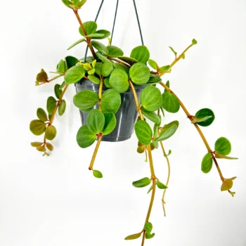 Hanging plant with lush green leaves in a black pot, against a white background.