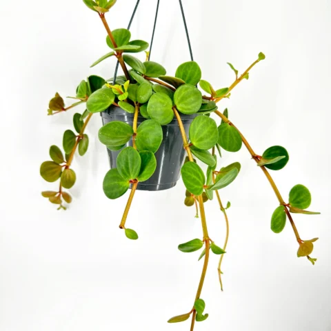 Hanging plant with lush green leaves in a black pot, against a white background.