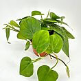 Lush green heart-shaped leaves of a healthy plant in a terracotta pot.