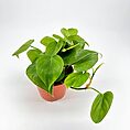 Vibrant heartleaf philodendron in terracotta pot, showcasing lush green foliage against a white background.