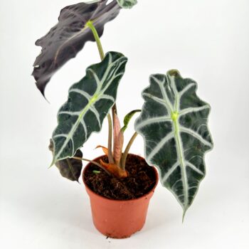 Vibrant houseplant with heart-shaped green and purple leaves in a terracotta pot.