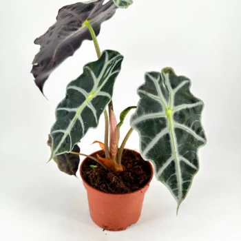Vibrant houseplant with heart-shaped green and purple leaves in a terracotta pot.