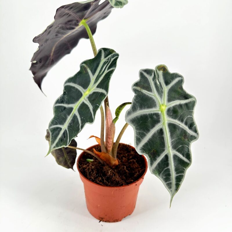 Vibrant Heart-Shaped Houseplant in Terracotta Pot Vibrant houseplant with heart-shaped green and purple leaves in a terracotta pot.
