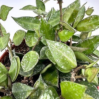 Lush green and glossy variegated houseplant with vibrant leaves and sturdy woody stems.