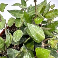 Lush green and glossy variegated houseplant with vibrant leaves and sturdy woody stems.