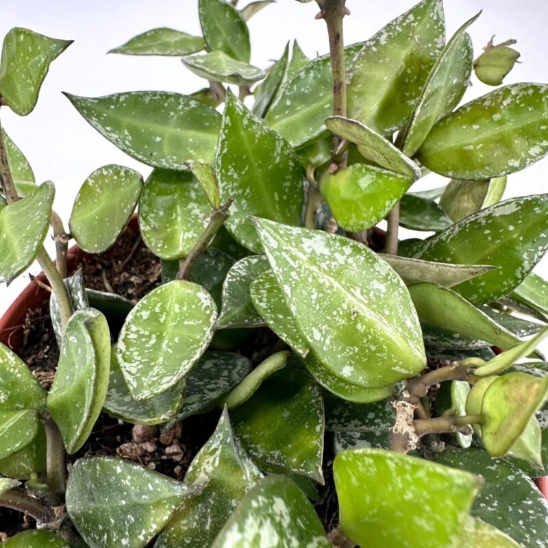 Vibrant Variegated Houseplant with Glossy Leaves Lush green and glossy variegated houseplant with vibrant leaves and sturdy woody stems.