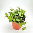 Vibrant green plant in terracotta pot with heart-shaped leaves against white background.