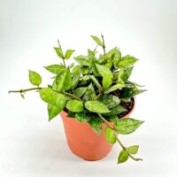 Vibrant green plant in terracotta pot with heart-shaped leaves against white background.