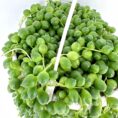 String of pearls plant in white pot, lush green cascading beads, minimalist background.
