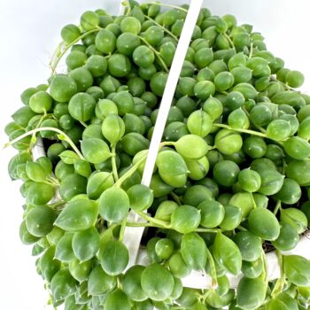 String of pearls plant in white pot, lush green cascading beads, minimalist background.