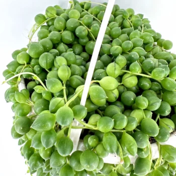 String of pearls plant in white pot, lush green cascading beads, minimalist background.