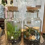 Mini Terrarium Workshop Friday 11 July at 3pm