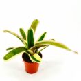 Indoor plant with green and cream striped leaves in a terracotta pot against a white background.