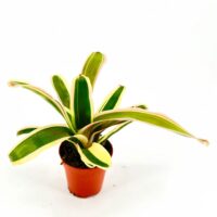 Indoor plant with green and cream striped leaves in a terracotta pot against a white background.