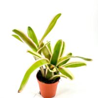 Vibrant potted plant with green leaves and terracotta pot against a white background.