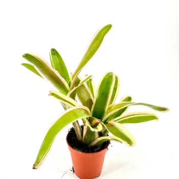 Vibrant potted plant with green leaves and terracotta pot against a white background.