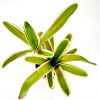 Vibrant houseplant with green and cream leaves in a terracotta pot, minimalist interior décor.