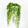 Senecio Rowleyanus String Of Pearls