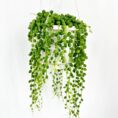 String of Pearls plant in white pot, showcasing lush green cascading beads.