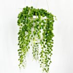Senecio Rowleyanus String Of Pearls