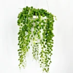 Senecio Rowleyanus String Of Pearls