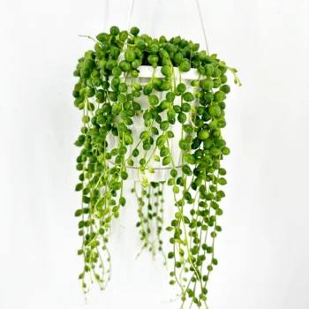 String of Pearls plant in white pot, showcasing lush green cascading beads.
