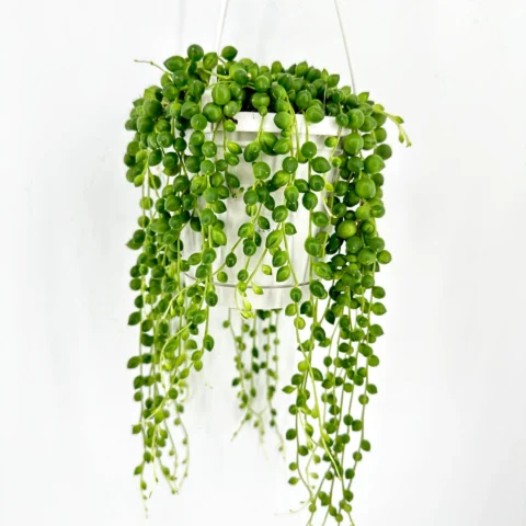 String of Pearls plant in white pot, showcasing lush green cascading beads.
