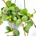 Trailing peperomia plant with lush green leaves in a sleek gray pot.