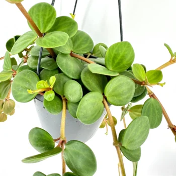 Trailing peperomia plant with lush green leaves in a sleek gray pot.