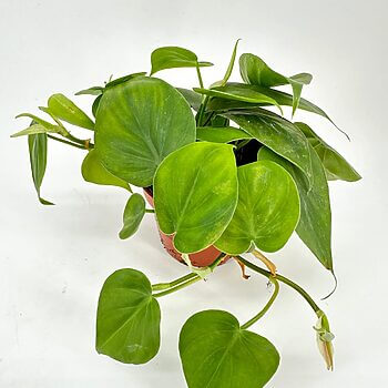Potted Philodendron with lush heart-shaped leaves on a white background.