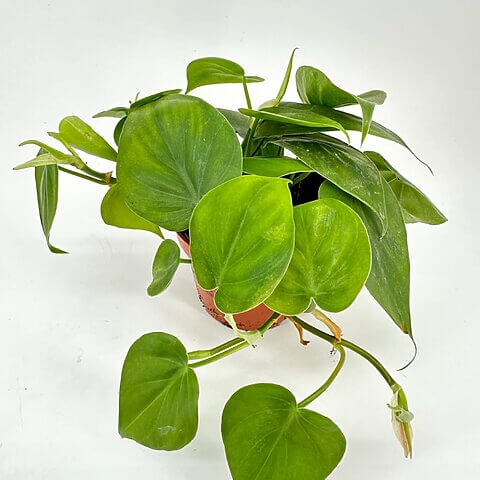 Potted Philodendron with lush heart-shaped leaves on a white background.