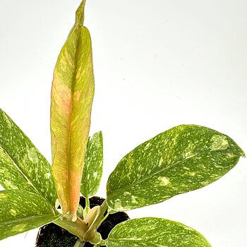 Lush green plant in pot with vibrant speckled leaves and emerging new growth.