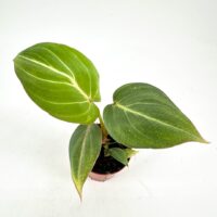 Vibrant potted plant with glossy green leaves and striking midrib contrast, terracotta pot.