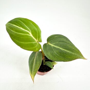 Vibrant potted plant with glossy green leaves and striking midrib contrast, terracotta pot.