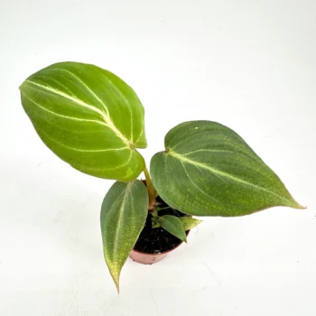 Vibrant potted plant with glossy green leaves and striking midrib contrast, terracotta pot.