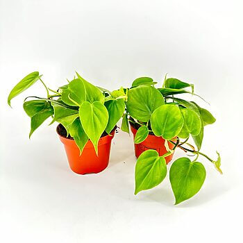 Vibrant potted Philodendron plants in terra-cotta pots against a white backdrop.