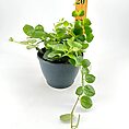 Compact vibrant green plant in black pot with ruler for scale, perfect indoor gardening.