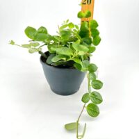 Compact vibrant green plant in black pot with ruler for scale, perfect indoor gardening.