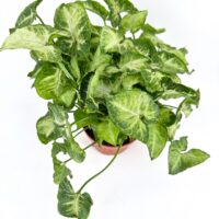 Lush green potted pothos plant with heart-shaped leaves in a terracotta pot.
