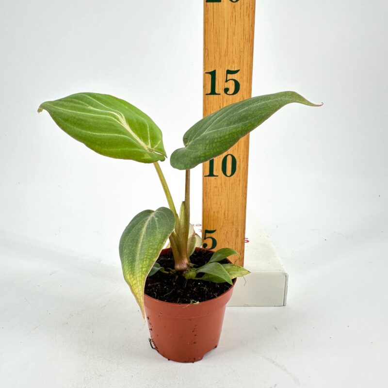 Terracotta Potted Plant with Growth Measurement Small green plant in terracotta pot with ruler for growth measurement.