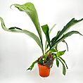 Elegant potted plant with arching green leaves in rustic terracotta pot against white background.