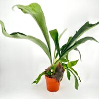 Elegant potted plant with arching green leaves in rustic terracotta pot against white background.