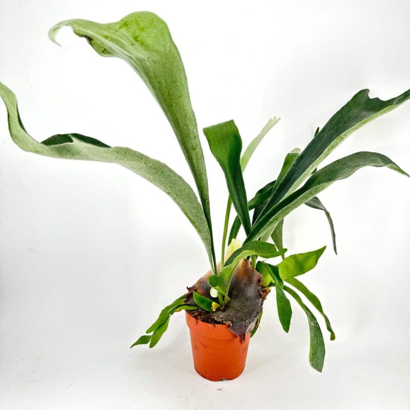 Graceful Green Foliage in Rustic Terracotta Pot Elegant potted plant with arching green leaves in rustic terracotta pot against white background.