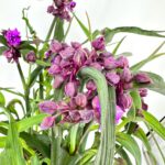 Tradescantia JS Brainstorm Purple Flowering Spider Lily