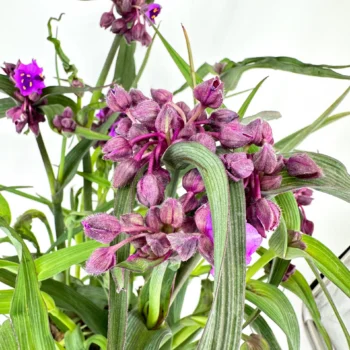 Purple orchids with green leaves on a white background, displaying vibrant and delicate blooms.
