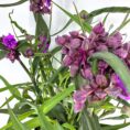Purple orchid flowers with lush green leaves on a white background.