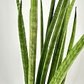 Close-up of vibrant green potted plant with elongated leaves against a white background.
