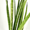Snake plant in black pot with vertical leaves against white background.