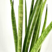 Snake plant in black pot with vertical leaves against white background.