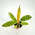 Vibrant green plant in terracotta pot with height stick against white background.